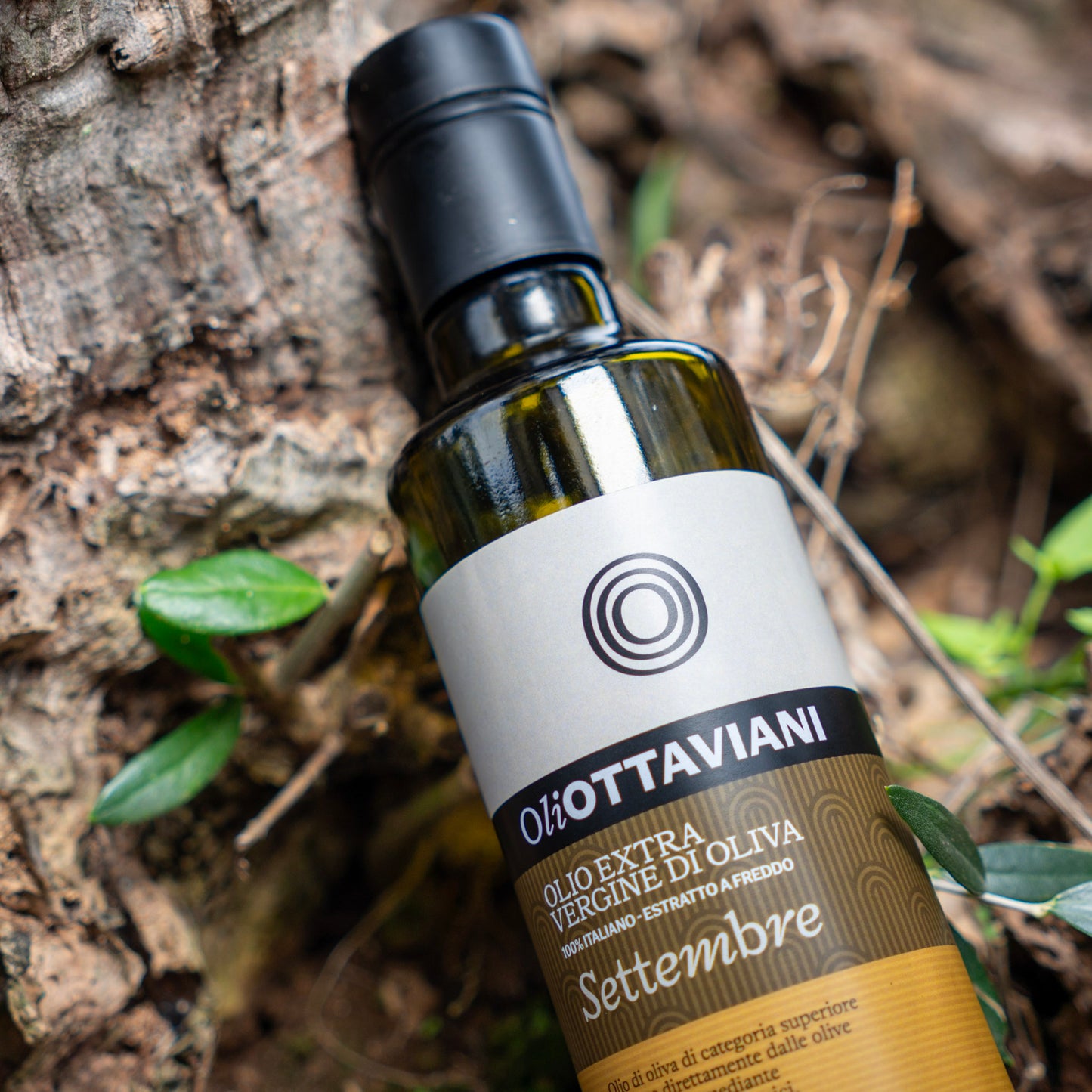 Olio extravergine di Oliva Canino - Settembre