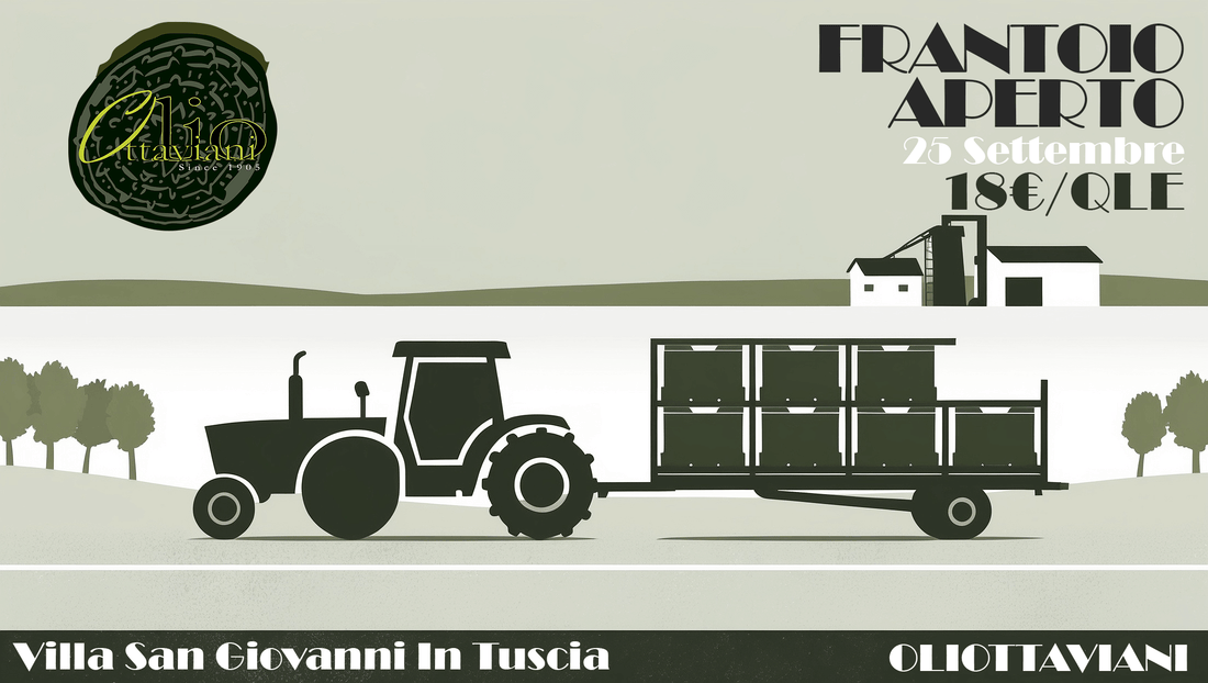 La Stagione della Raccolta delle Olive: Il Calendario del Frantoio Ottaviani