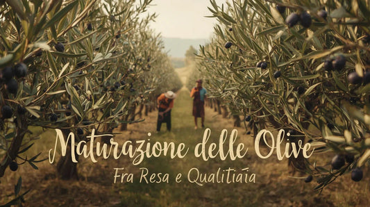 Ulivi con olive nere mature in campo agricolo con due agricoltori sullo sfondo