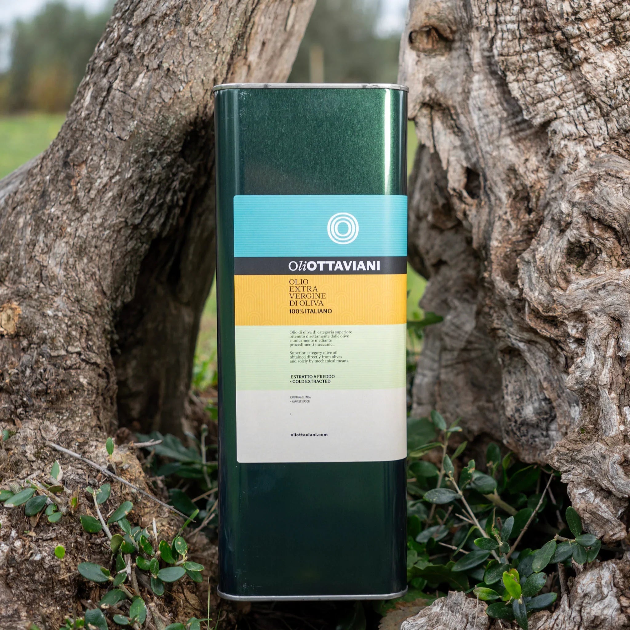 Latta di olio extravergine di oliva Ottaviani immersa tra alberi di ulivo e vegetazione