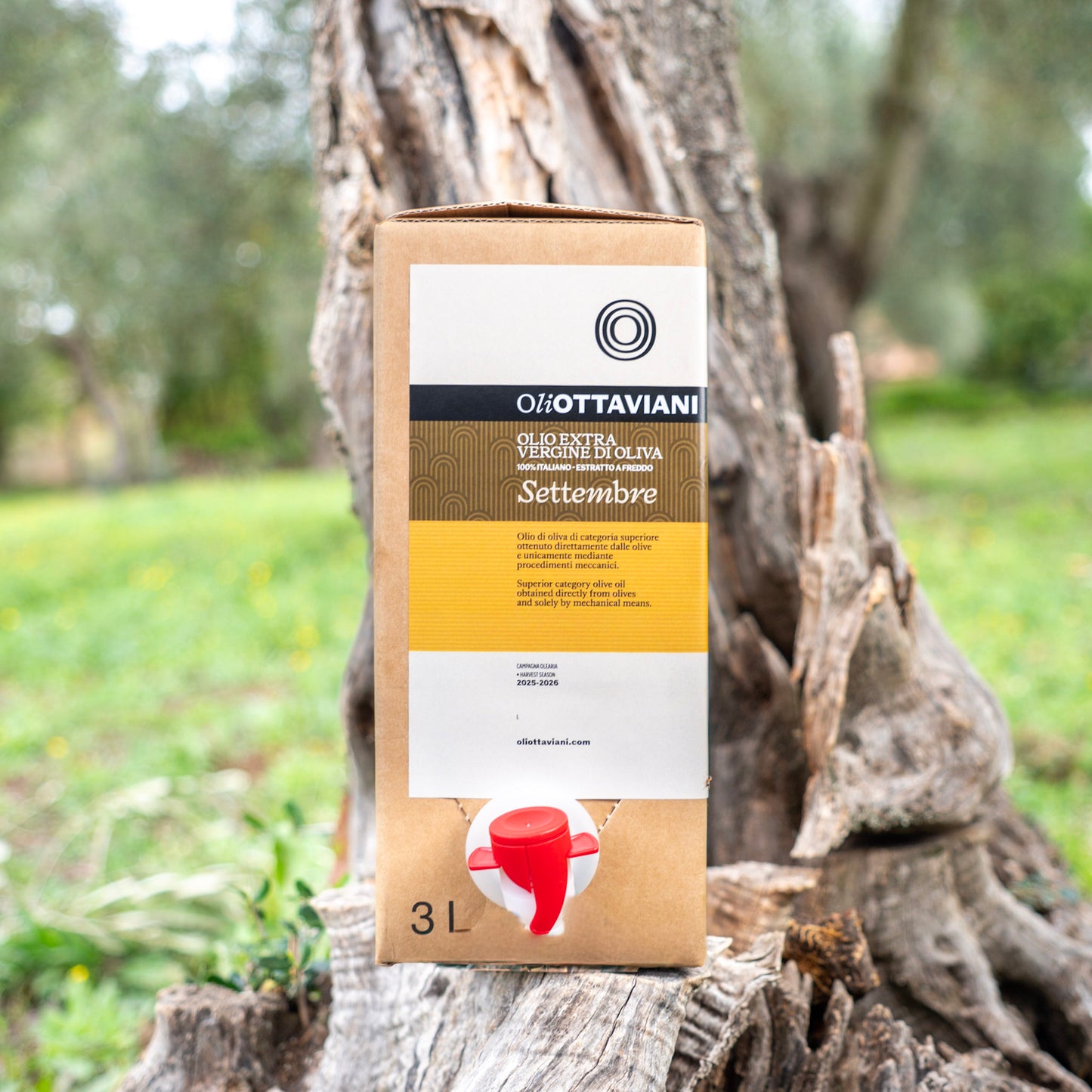 Olio extravergine di Oliva Canino - Settembre