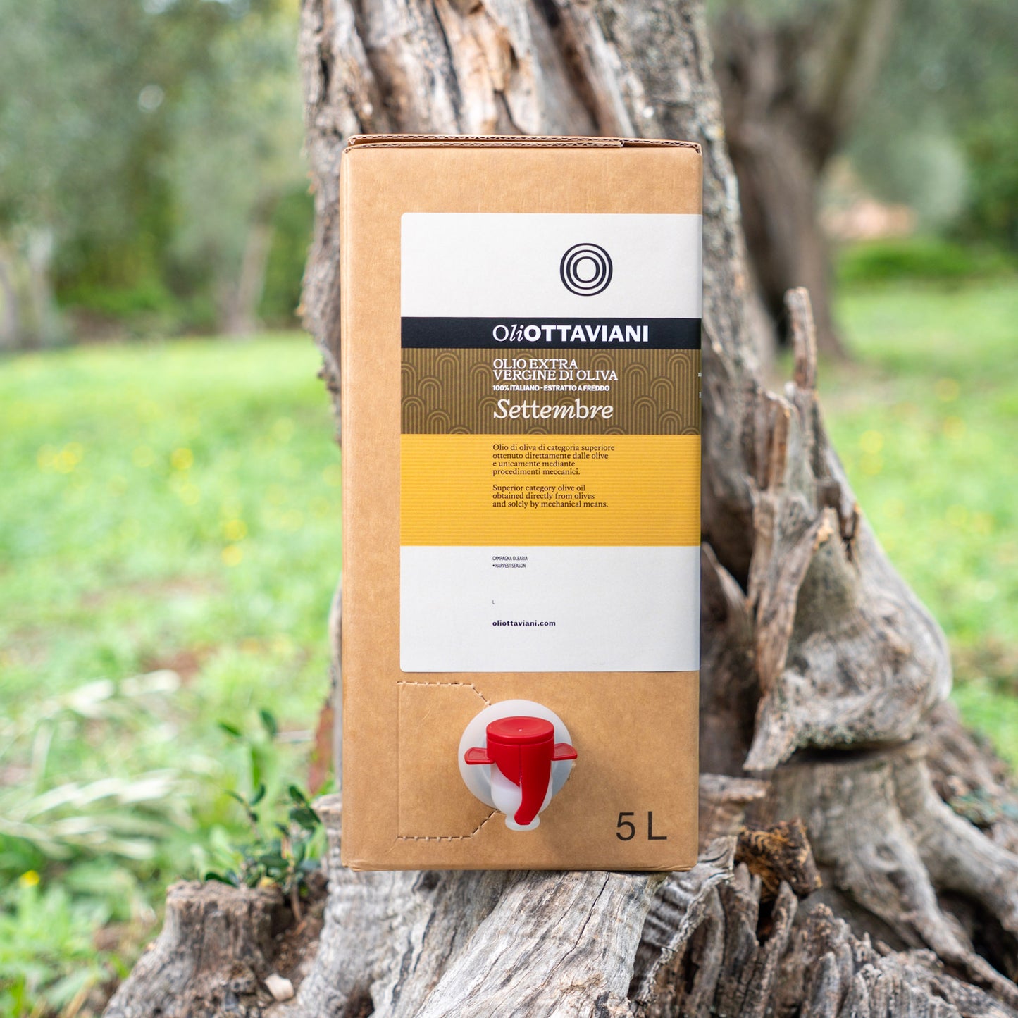 Olio extravergine di Oliva Canino - Settembre